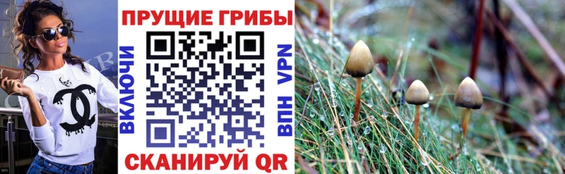 Псилоцибиновые грибы Psilocybe Кингисепп